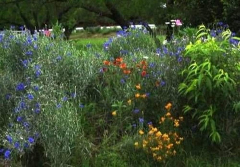 Bed & Breakfast Old Irish Bandb @ Patricks' Pastures Alpaca Ranch