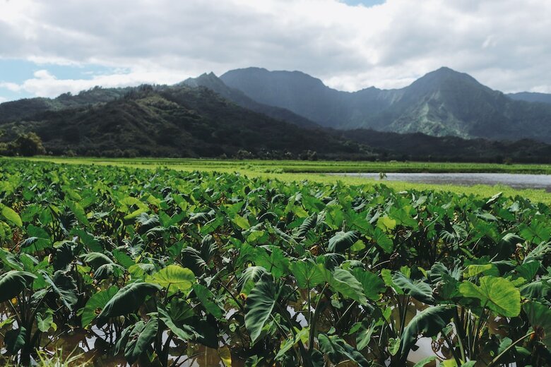 Apartamento Kauai Beach Resort