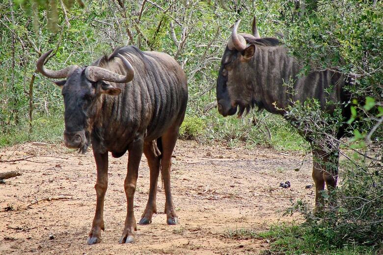 Posada Bonamanzi Game Reserve