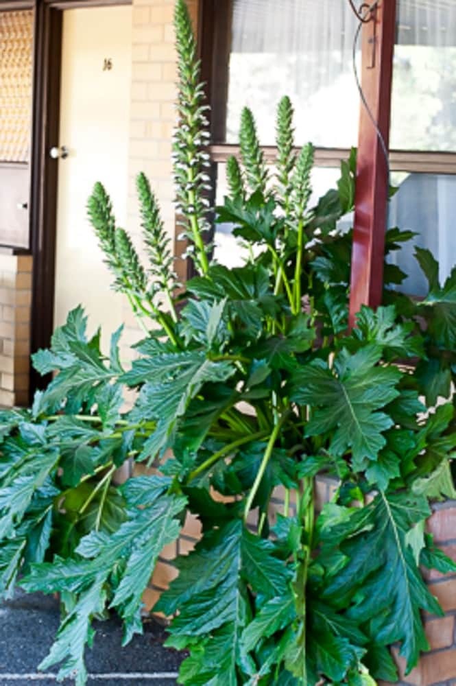 Angaston Vineyards Motel