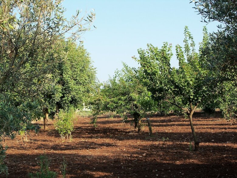 Agroturismo Agriturismo Il Pavone