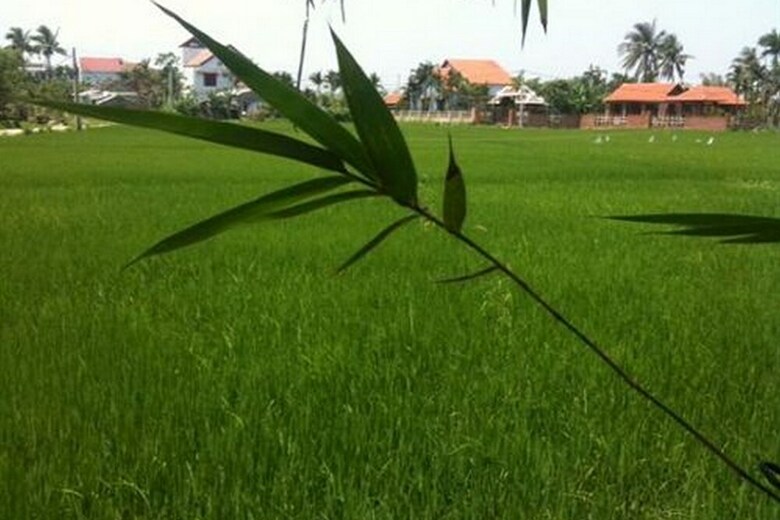 Hotel Rock Villa Hoi An