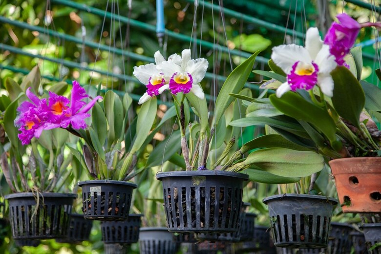 Apartamento Orchidacea Resort