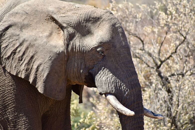 Posada Mziki Safari Lodge