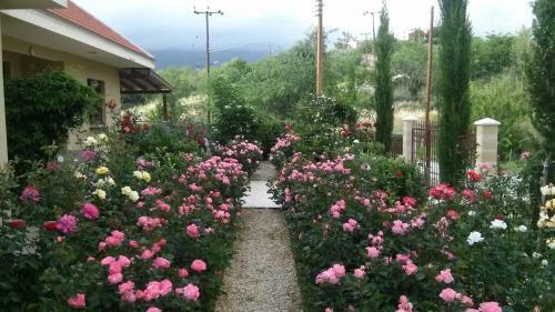 Roses Villa