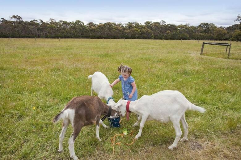 Freshwater Creek Cottages And Farm Stay
