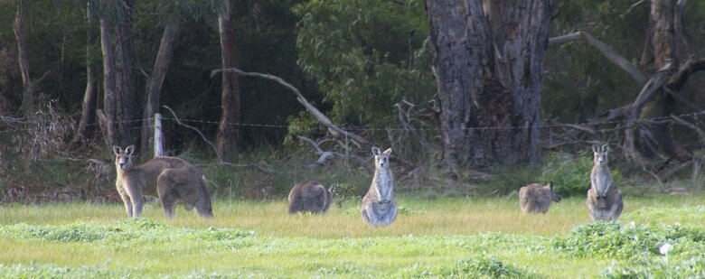 Freshwater Creek Cottages And Farm Stay