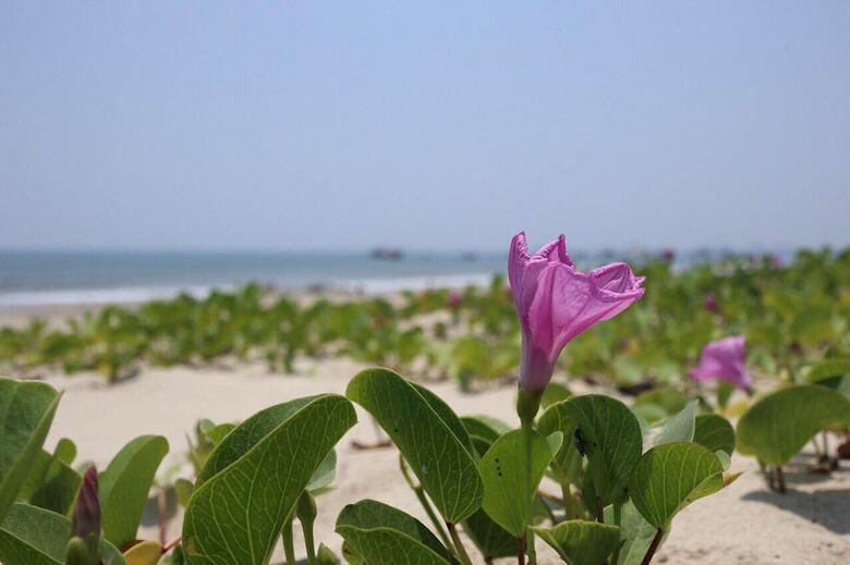Dan Oasis Beach Hotel And Apartment