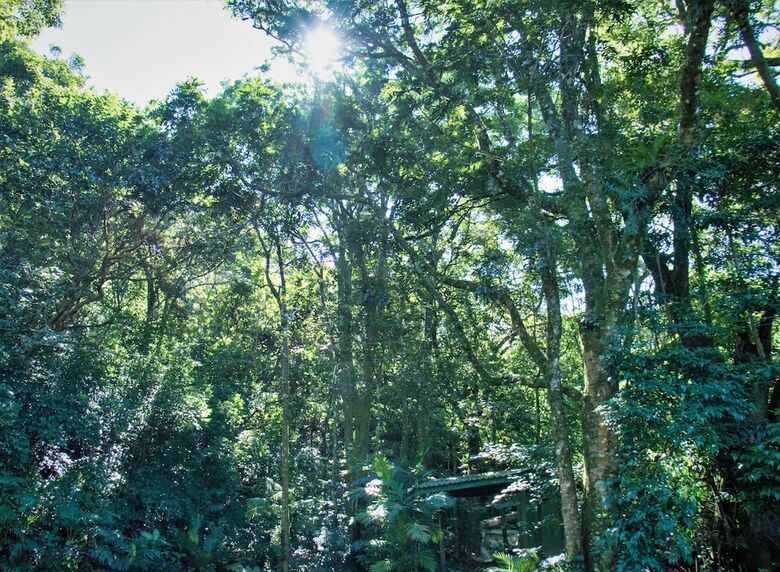 Hotel Jaguarundi Lodge