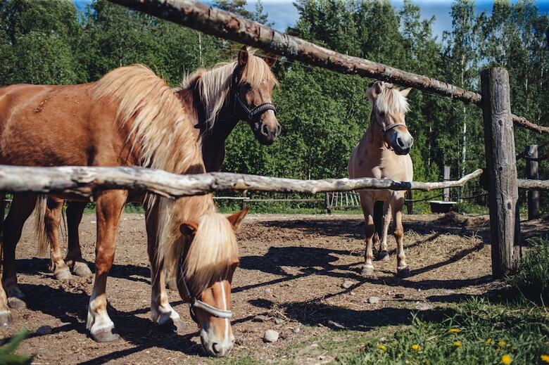 Apartamentos Saimaa Life