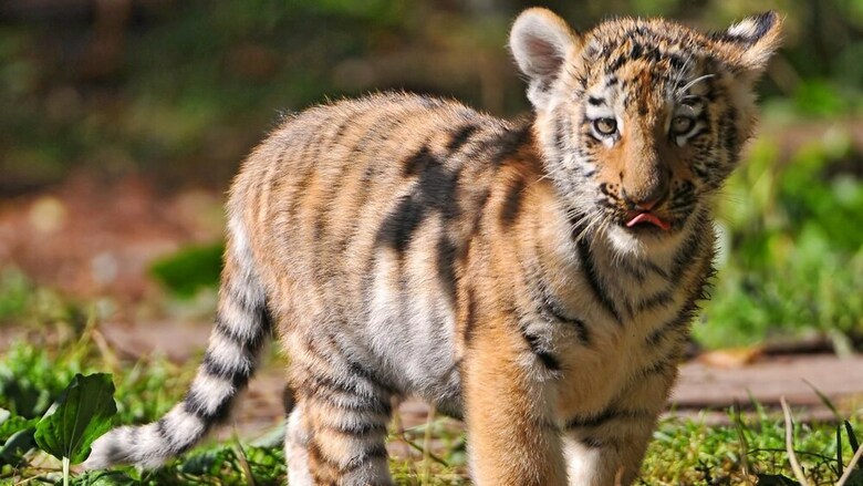 Posada Windsor Tiger Resort