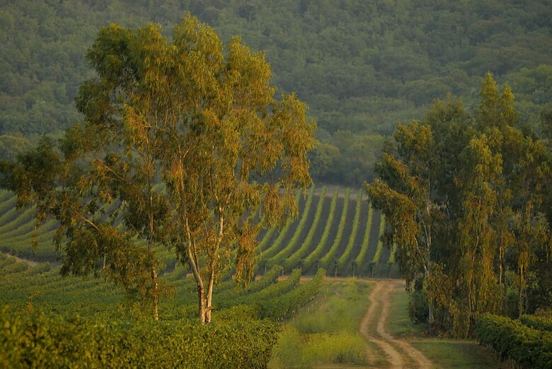 Agroturismo Tenuta La Parrina