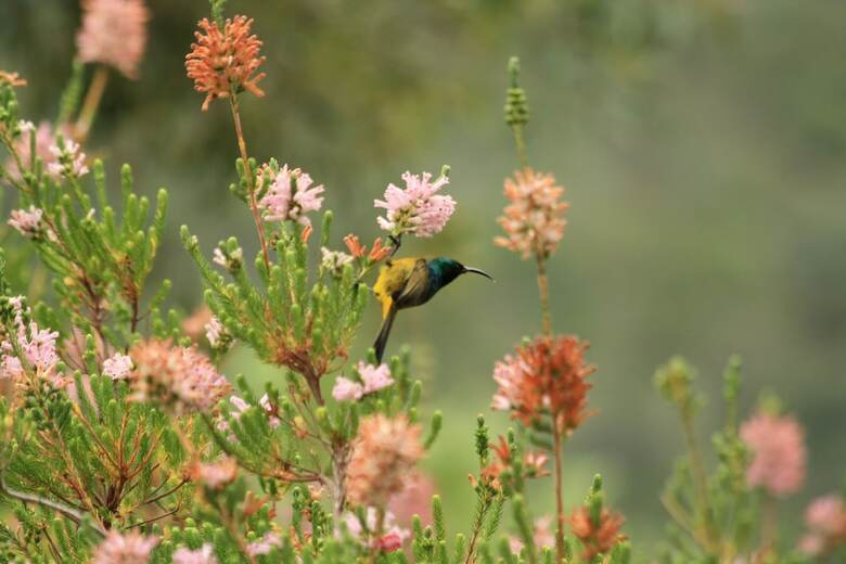 Hotel Elephants Footprint Lodge