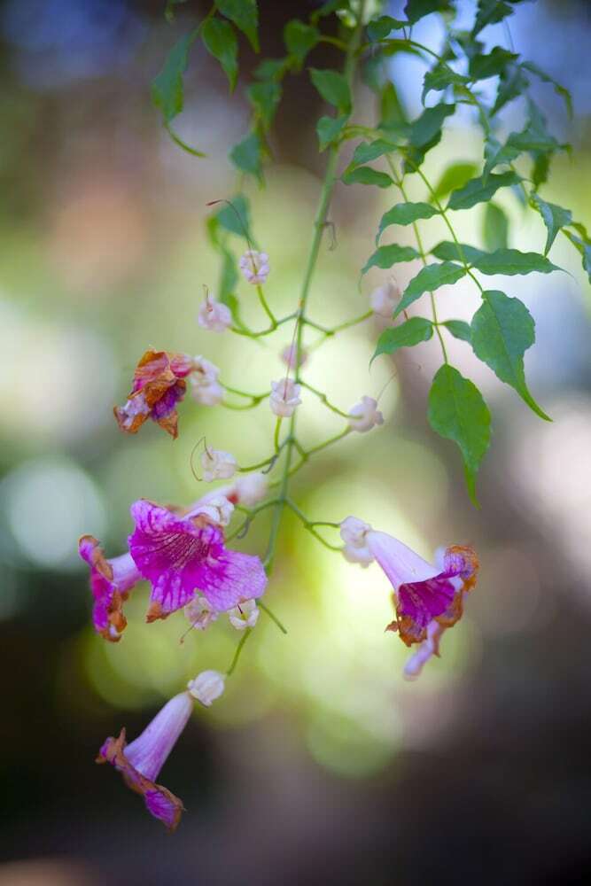 Apartamento Le Case Del Vivaio