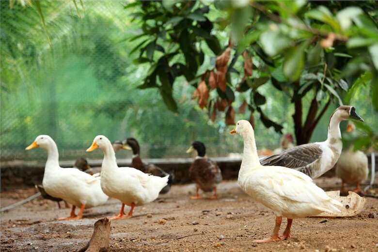 Agroturismo Harvest Fresh Farms