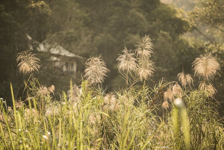 Hotel Four Seasons Tented Camp Golden Triangle - All Inclusive