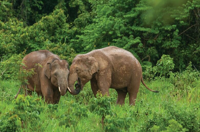 Hotel Four Seasons Tented Camp Golden Triangle - All Inclusive
