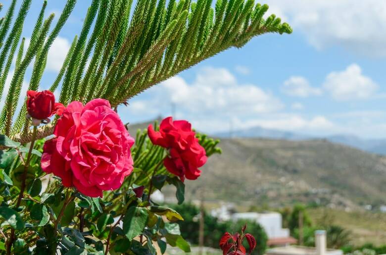 Villa Of Roses