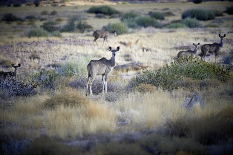 Posada Sandfontein Lodge & Nature Reserve - All-inclusive