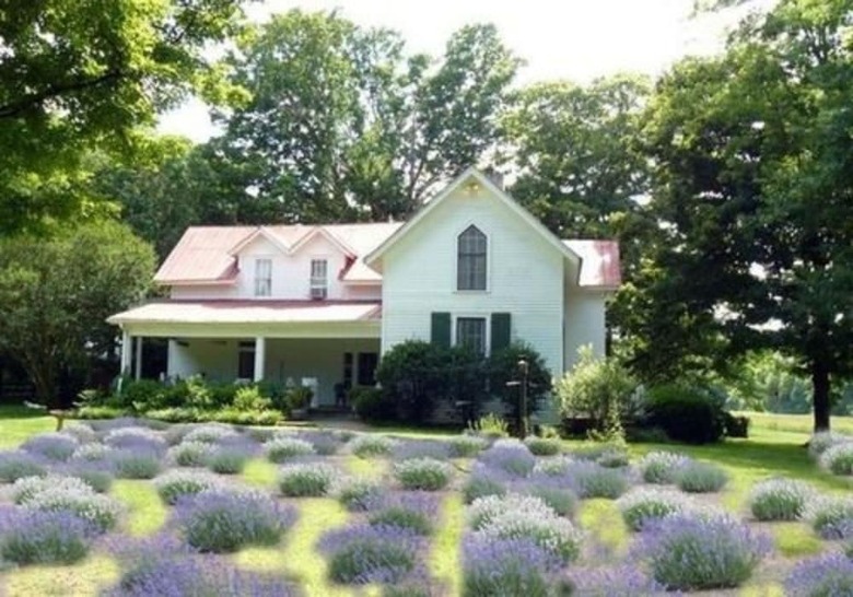 Mulberry Lavender Farm And B&B
