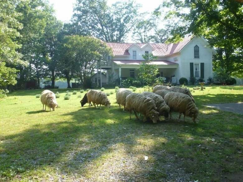 Mulberry Lavender Farm And B&B