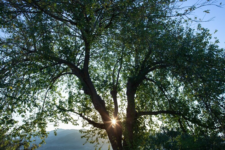 Agroturismo Agriturismo La Vecchia Quercia