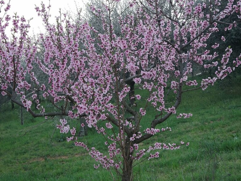 Agroturismo Il Campano