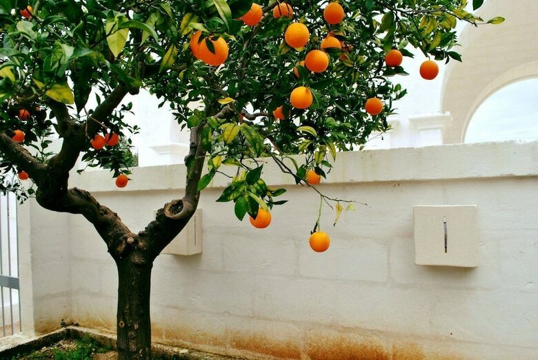 Agroturismo Masseria Parco Della Grava