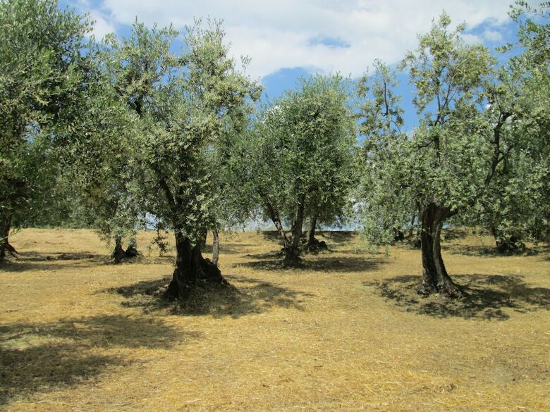 Agroturismo Agriturismo Il Colle