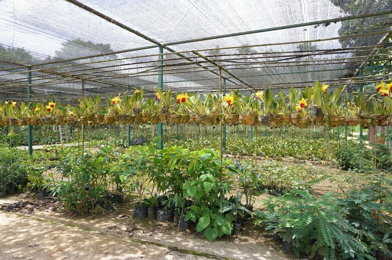 Hotel Donsak Orchid Resort