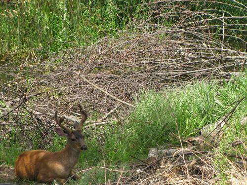 Shawnigan Lake Bed And Breakfast