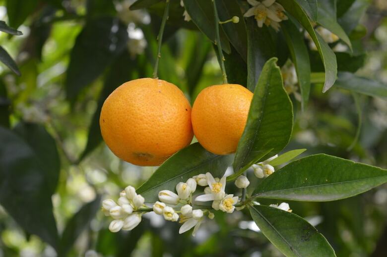 Aparthotel Socrates Organic Village-wild Olive
