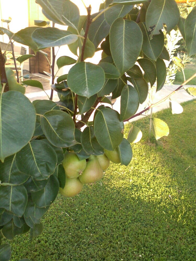 Aparthotel Socrates Organic Village-wild Olive