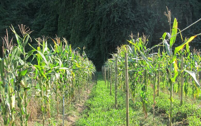 Hotel Farmstay At Pha Ma Chiangrai