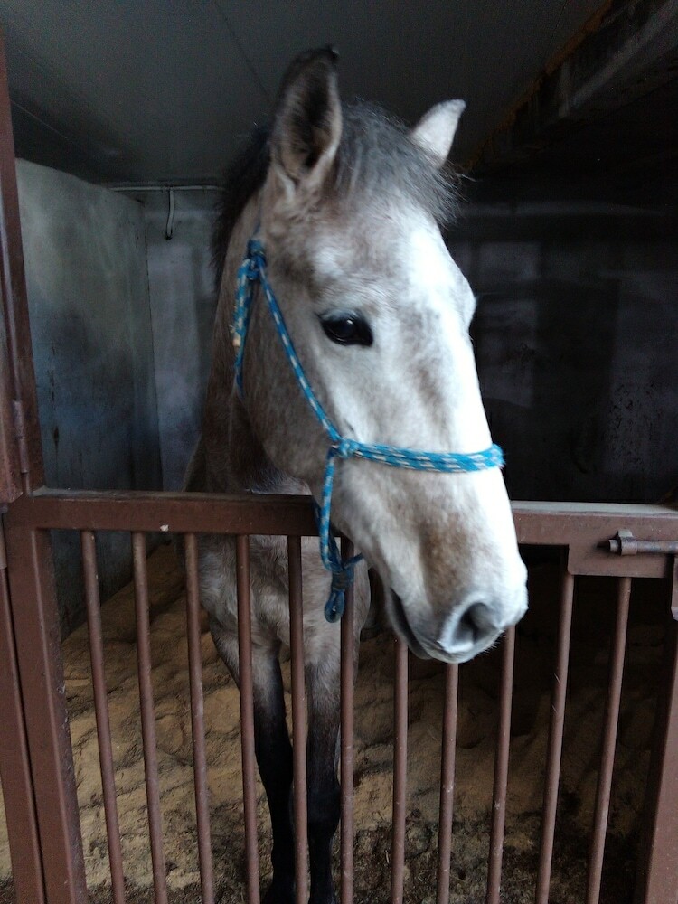 Agroturismo Coudelaria Residence