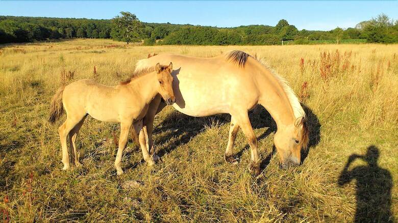 Bed & Breakfast La Ferme Des Pr�s