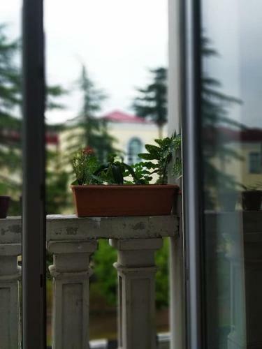 Hostal Acacia Guest House