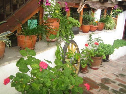 Hostal Dedo Pene Inn