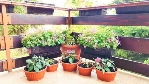 Hostal Guest House Rajvel