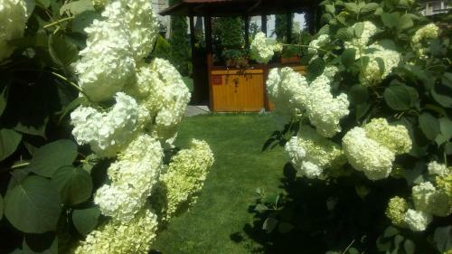 Hostal Albena Guest Rooms