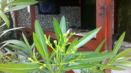 Hostal Albena Guest Rooms