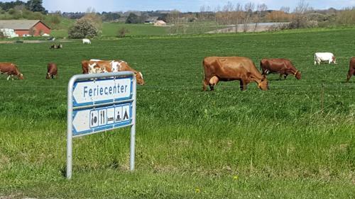 Camping & Feriecenter Sams�