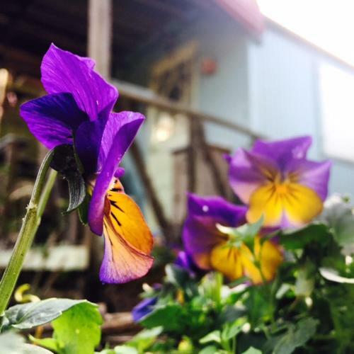 Bed & Breakfast Lino Camino