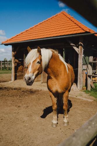 Hostal Agritourism Farm Podkowa
