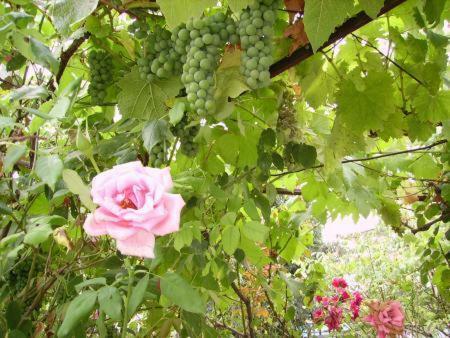 Hostal Agatopolis Villa