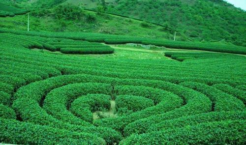 Green Hotel