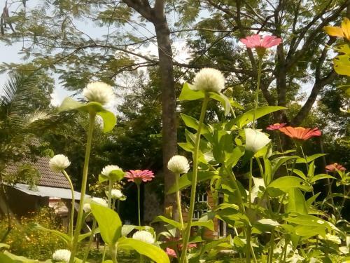 Giao Diem Homestay