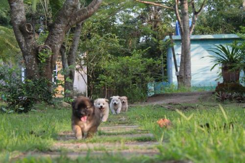 Giao Diem Homestay