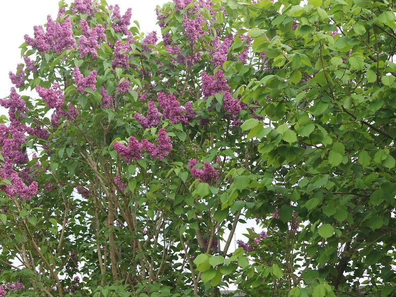 Cozy Apartment In Wischuer With Sauna