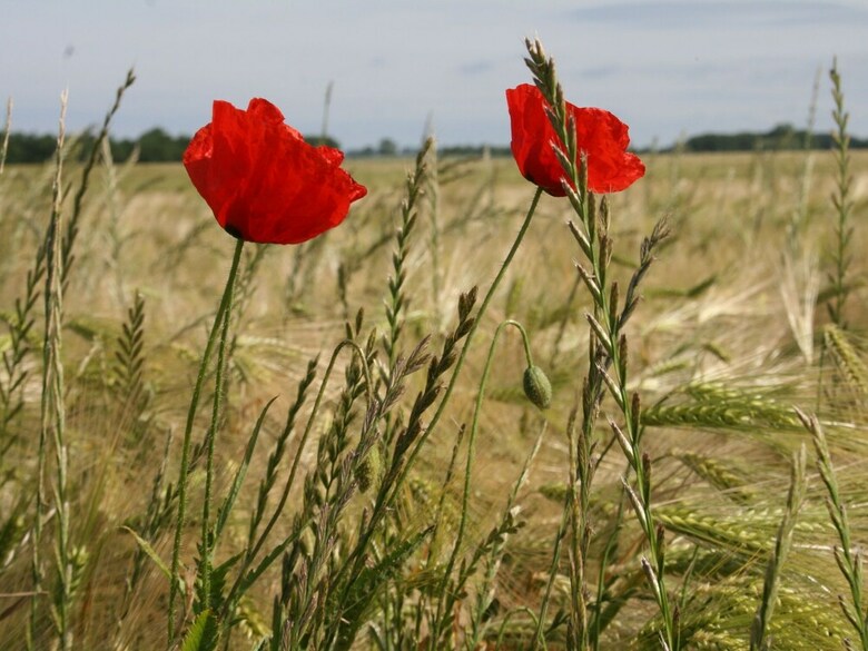 Cozy Apartment In Wischuer With Sauna